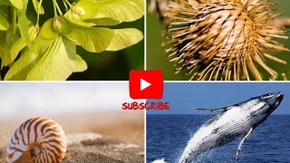 Biomimicry and its examples  Mimic  Biology  Mcqs on biology [upl. by Dihaz918]