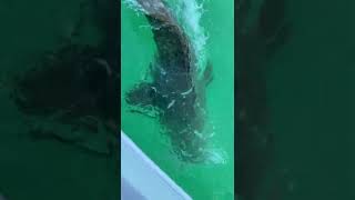 Goliath Grouper Eats Shark [upl. by Eniksre]