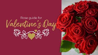 Guide to Valentines Day Roses [upl. by Nedle921]