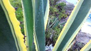 Agave Americana Marginata Variegata Gold  Variegated century plant HD 04 [upl. by Durst]