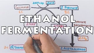 Ethanol Fermentation  Process of Alcohol Formation [upl. by Eilarol]