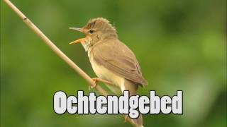 Ochtend gebed [upl. by Arianne]