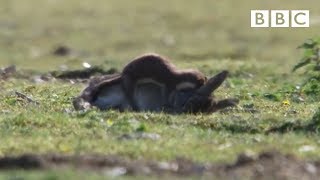 Stoat kills rabbit ten times its size  Life  BBC [upl. by Bilek88]