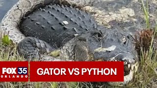 Alligator vs python fight caught on camera in the Florida Everglades [upl. by Reizarf]