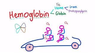 Hemoglobin Structure Whats In Your Red Blood Cell [upl. by Gwendolen]