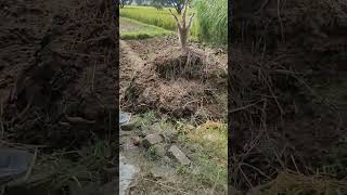 grass cutting machine travel uttarakhand nature kharayatsanju [upl. by Ellezig725]