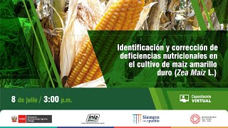 Identificación y corrección de deficiencias nutricionales en el cultivo de maiz amarillo duro [upl. by Ahseek]