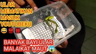 BAYI ULAR VIPER TRIMERESURUS ALBOLABRIS HASIL TERNAK RUMAHAN SENDIRI ft GUBUK SATWA [upl. by Cinomod259]