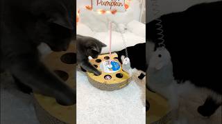 new fun hunting box petsmart catlover cutecats funnycats cattoys PetSmart AnythingforPets [upl. by Anuayek346]