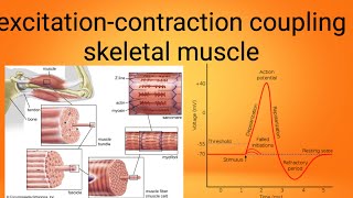 mucle excitation contraction couplingphysiology lecture 7 [upl. by Marcia]