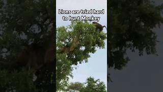 Lion Attack Monkey shorts short shortvideo trending funny animals lion monkey viralvideo [upl. by Laszlo]