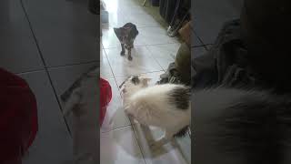 Kucing berantem kucing kucingberantem fyp shorts [upl. by Nylear129]