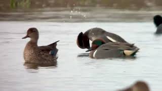 Sarcelle à ailes vertes Green winged teal Anas Carolinensis Oye plage mars 2024 [upl. by Lesya]