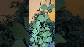 লংকা কান্ড😄 Mirchi ki season shuru youtubeshorts plants trending [upl. by Sigmund365]