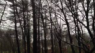 swaying of backyard trees by Hurricane Sandy 10292012 230pm [upl. by Haeckel]