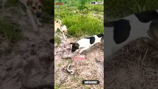 Dog Attacks on Snake shorts ytshorts viralshorts dog [upl. by Jeanne]