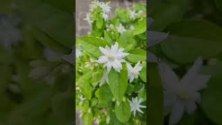 Mogra fertilizers mogra care jasmine flowers jasmine plant care shorts shampysgarden [upl. by Alrac]