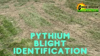 Preventing Pythium Blight Lawn Disease [upl. by Knobloch]