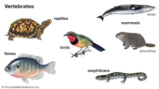 Vertebrates Invertebrates information school activity [upl. by Alcine]