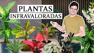 TOP 8 plantas de interior infravaloradas [upl. by Lindbom]