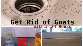 How To Get Rid of Gnats Inside The House [upl. by Donell892]