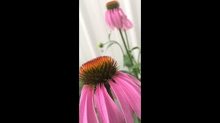 Use Echinacea Roots to Boost Immunity  shorts [upl. by Einnahc512]