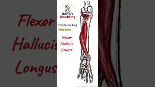 47 LegPosterior Calf anatomy bones art illustration muscle [upl. by Octavius]