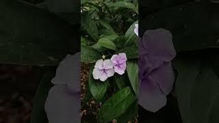 Brunfelsia flors nature flor flowers [upl. by Aidan]