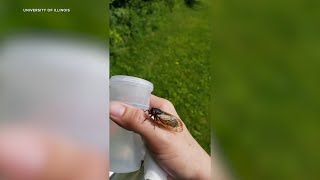 LIVE Some Illinois cicadas have emerged check out our CicadaCam [upl. by Perl]