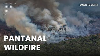 Why is Brazil’s Pantanal breaking wildfire records [upl. by Nedmac566]