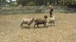 Australian Cattle Dogs Herding Sheep [upl. by Sherj]