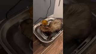 Thirsty ferrets ferrets cuteanimalmoments waterbreak huron [upl. by Hew483]