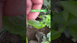 Citrus leaf miner सुन्तलाको पात खन्ने कीरा citrus leafminer serious pest control yield [upl. by Eilssel]