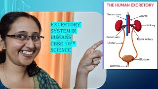 ExcretionInHumansKidneyNephronDialysisLifeProcessesCBSE10thBiology [upl. by Aicenek]