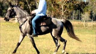 Gorgeous Silvery Blue Roan Tennessee Walking Horse Mare [upl. by Esac331]