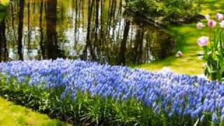 Keukenhof Gardens Netherlands  Voice of SpringAndre Rieu [upl. by Naggem]