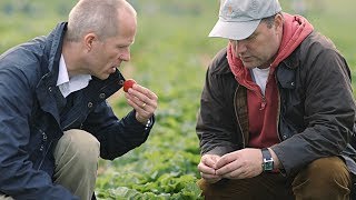 Woher kommen unsere Erdbeeren  Schwartau [upl. by Sabelle764]