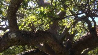 Iconic gumbo limbo tree at De Soto National Memorial in Bradenton is dying [upl. by Wasson]