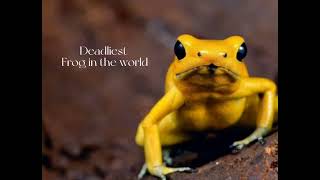 Deadliest Frog in The World [upl. by Aliac]