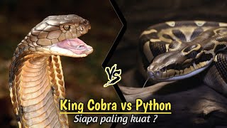 Pertarungan King Cobra vs Ular Piton [upl. by Stalk]