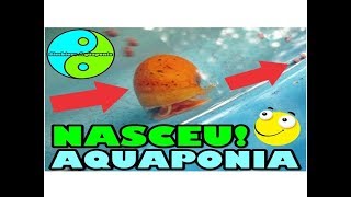 quotNASCERAMquot A Reprodução das Ampulárias parte3  Simbiose Aquaponia [upl. by Buckingham]