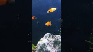 Platy Fish  How big do high fin platys get  aquarium platyfish ahmedabad aquariuminfo [upl. by Erdnaet]