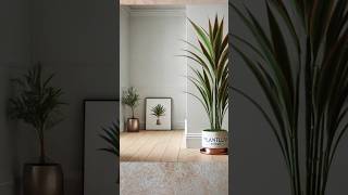 🪴 Tips on Dracena Marginata plant DracaenaMarginata DragonTree IndoorPlants [upl. by Anitnegra]