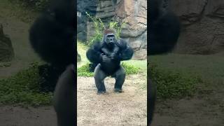 😱 Giant Gorilla  Sprint or Marathon gorilla shorts animals trending [upl. by Calabresi261]