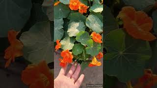 Nasturtium Plant care tips flowers shorts [upl. by Singhal]