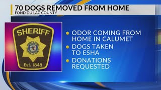 Welfare complaint leads to the removal of 70 dogs from a Fond du Lac County home [upl. by Odlanar937]