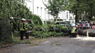 Baum fällt auf Straße und PKWs  Beschädigt 4 PKWs in BonnGodesbergVillenviertel 230724  OTöne [upl. by Silva211]