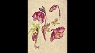 Purple Hellebores Jan Blanch Watercolour Tuition [upl. by Leckie225]