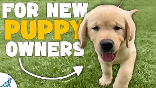 The First 7 Things You NEED To Teach Your Puppy [upl. by Inalawi489]