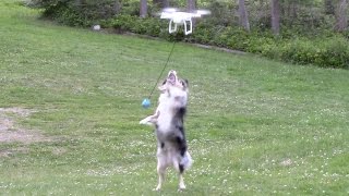 Dog Attacking Drone Fail [upl. by Welford]